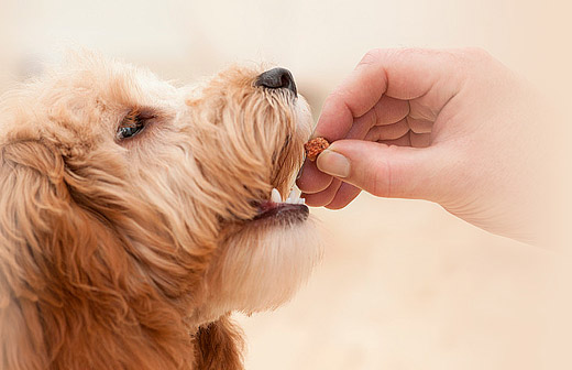 賽恩貝寵物食品