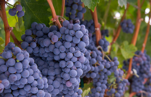 福進(jìn)門水溶肥