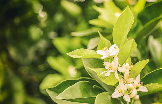 農(nóng)作物保護(hù)